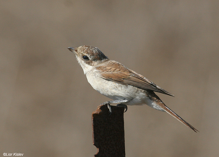      Red-backed Shrike Lanius collurio                     , , 2009.:  